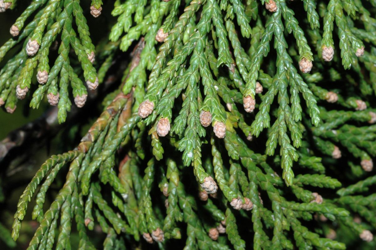 Cupressaceae Callitropsis nootkatensis