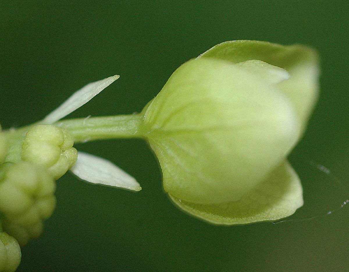 Hydrangeaceae Hydrangea quercifolia