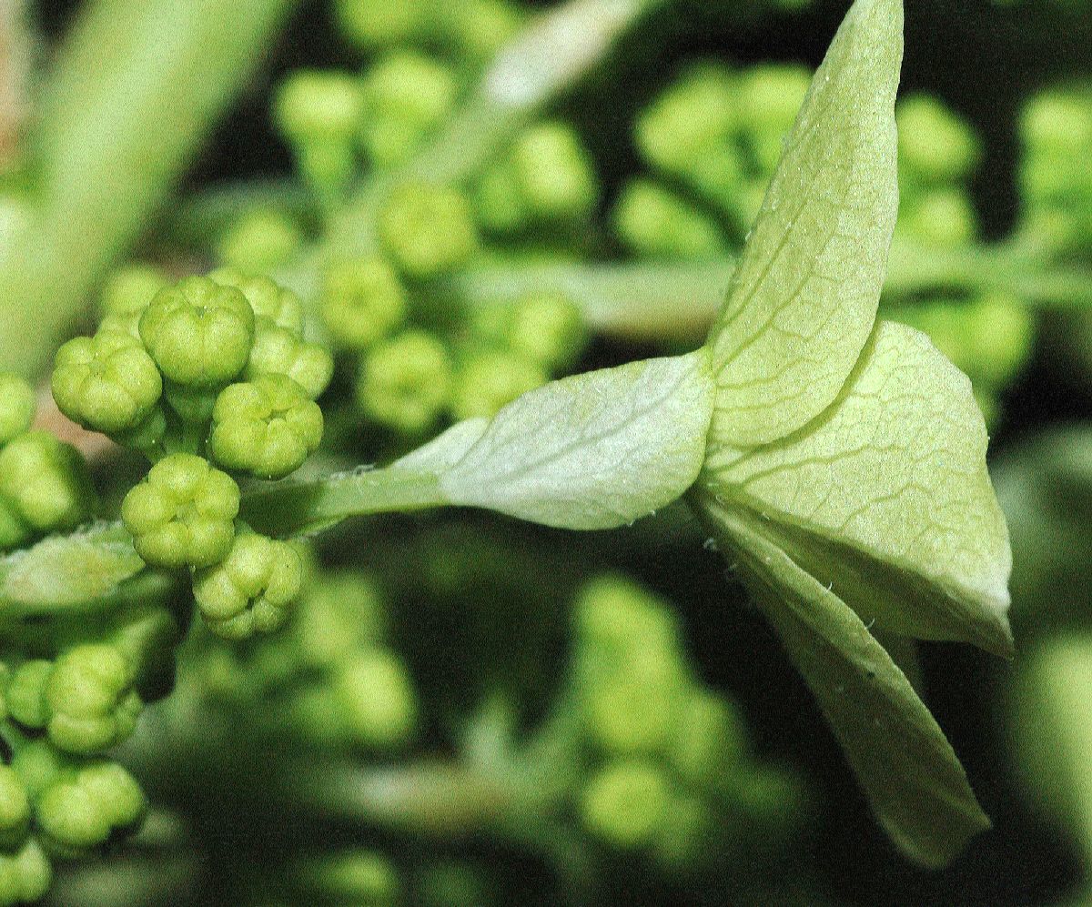 Hydrangeaceae Hydrangea quercifolia
