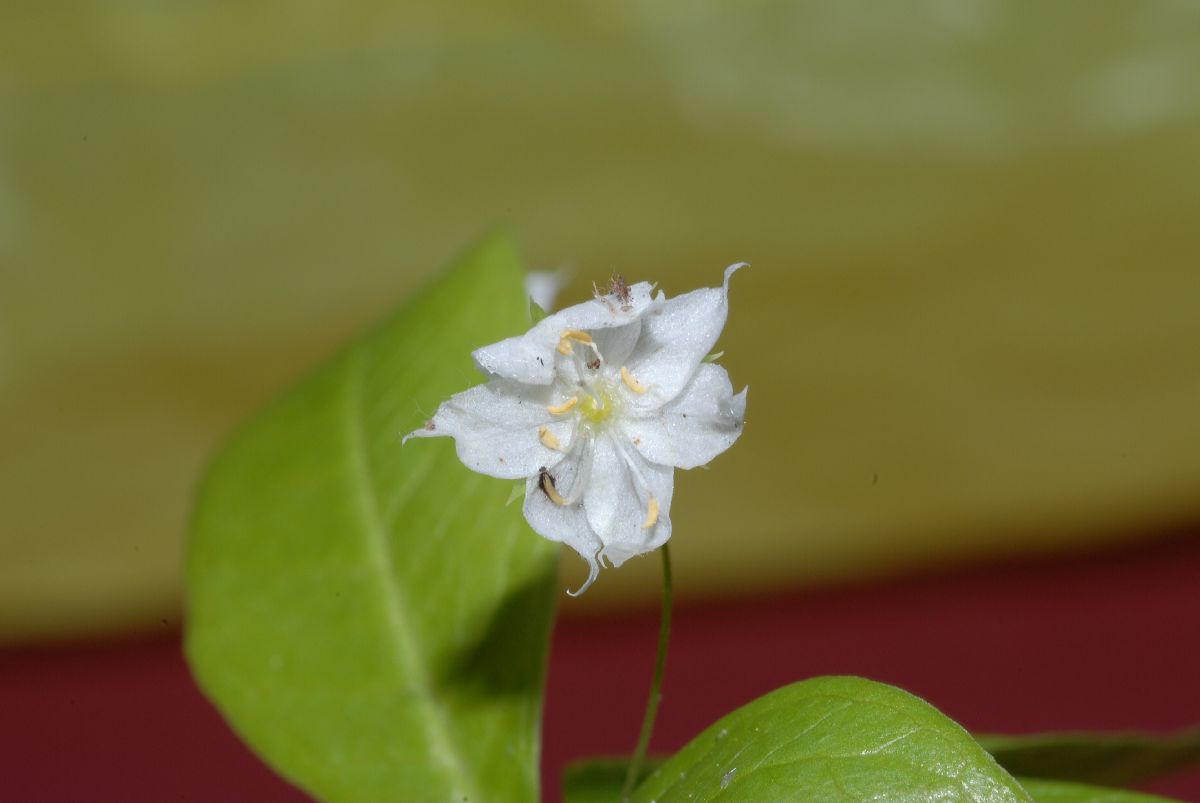 Primulaceae Trientalis borealis