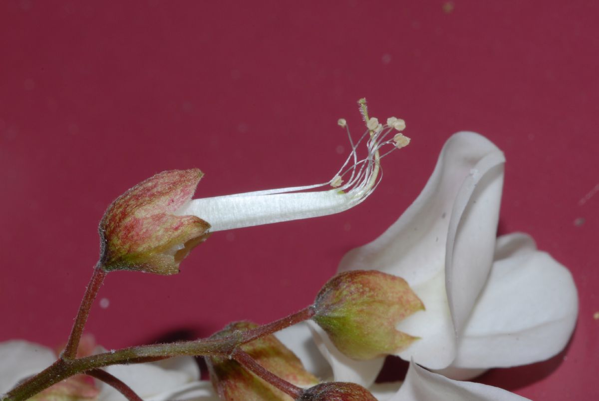 Fabaceae Robinia pseudoacacia