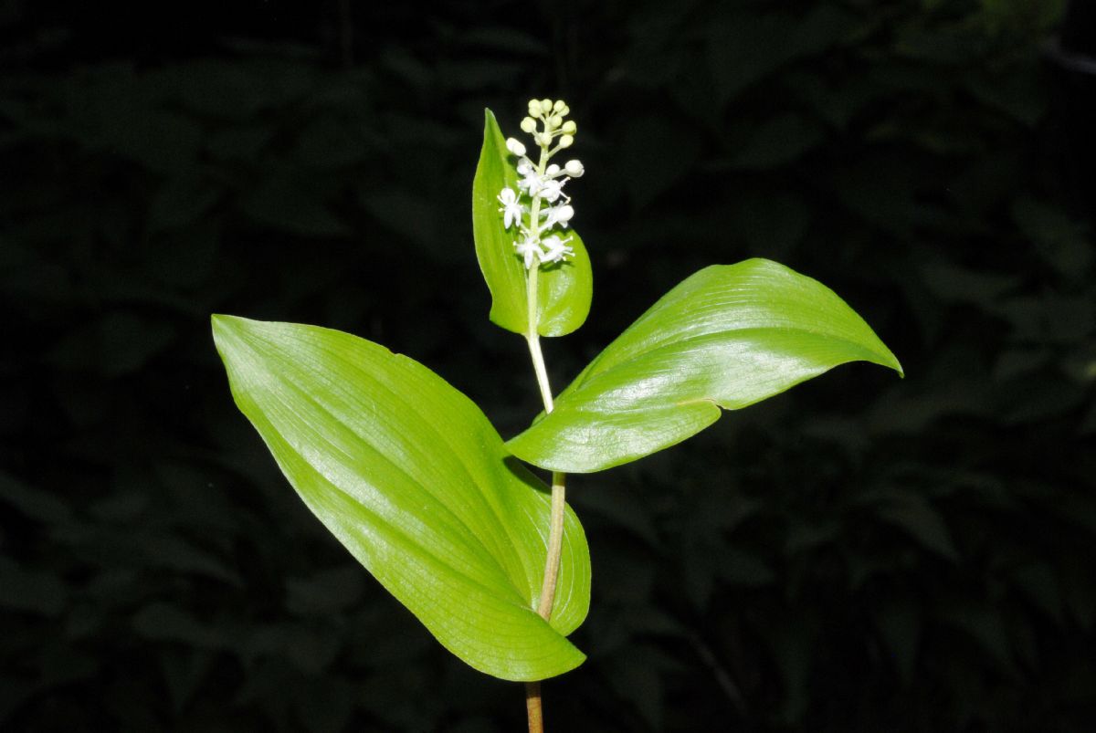 Asparagaceae Maianthemum canadense