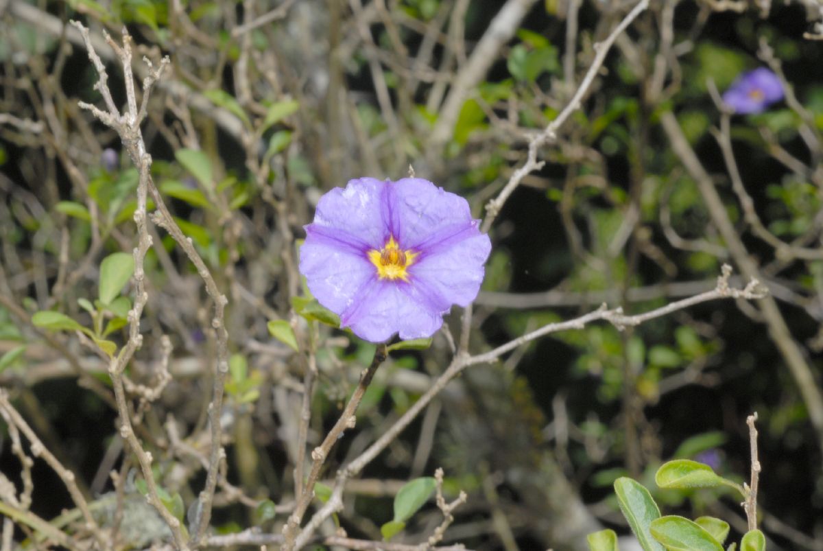 Solanaceae Lycianthes rantonnetii
