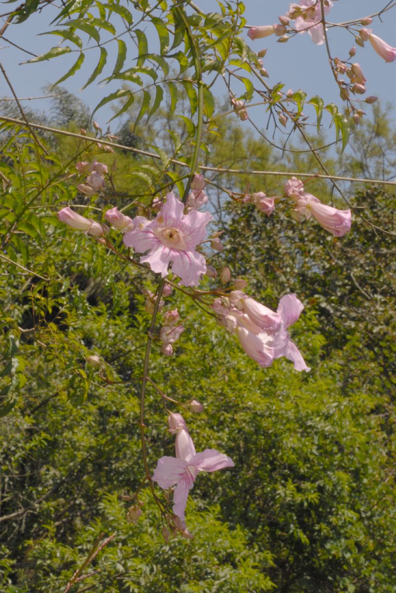 Bignoniaceae Podranea ricasoliana