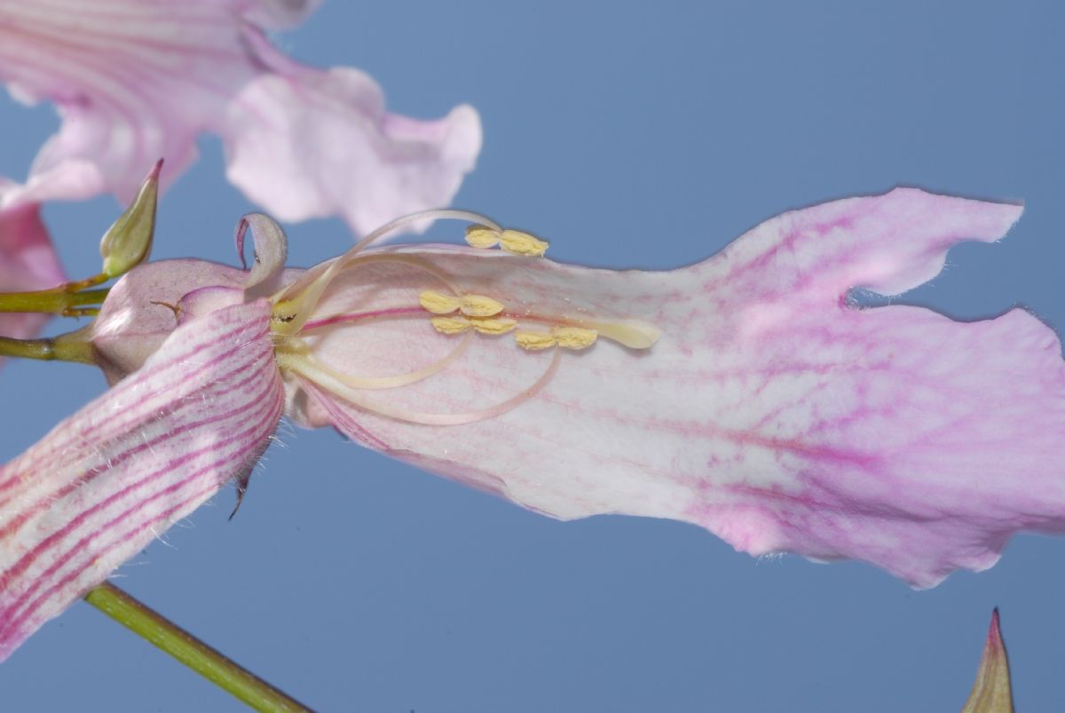 Bignoniaceae Podranea ricasoliana