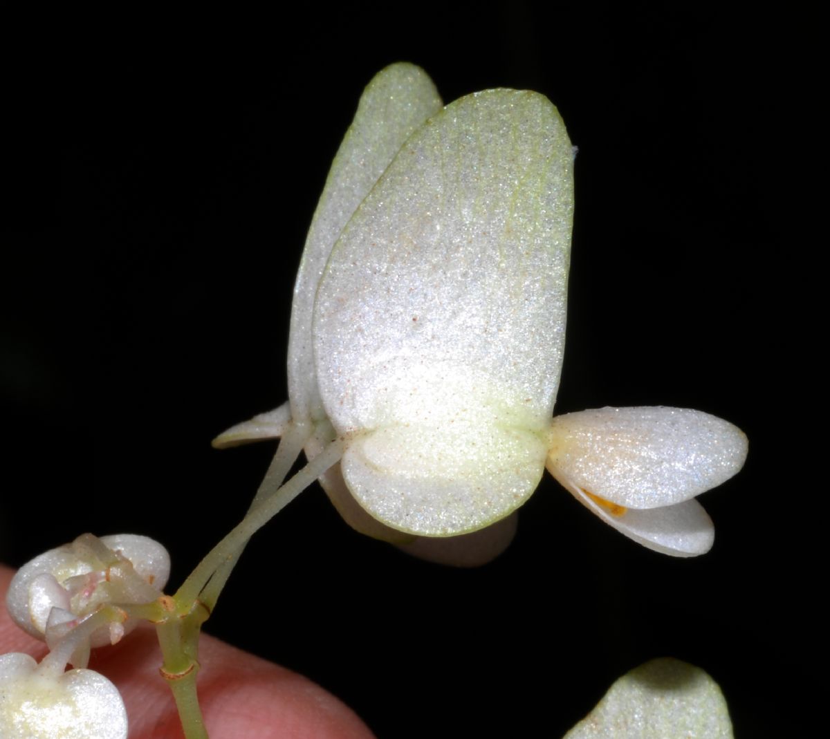 Begoniaceae Begonia 