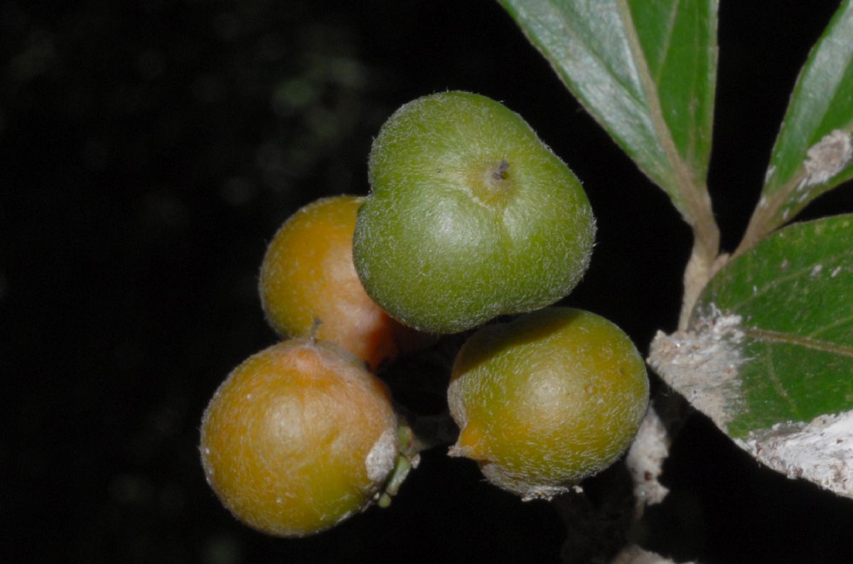 Malpighiaceae Bunchosia biocellata