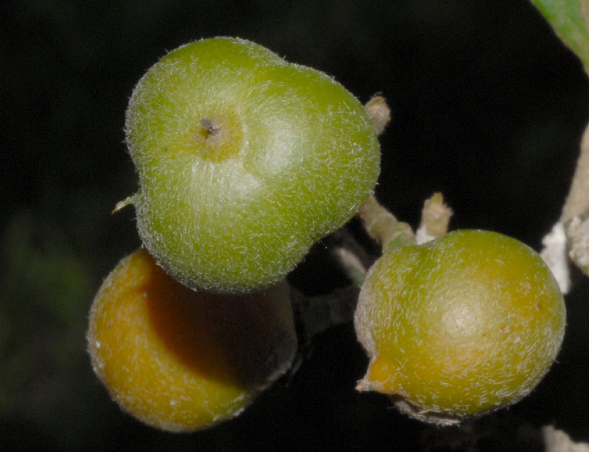 Malpighiaceae Bunchosia biocellata