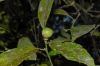 image of Citrus reticulata