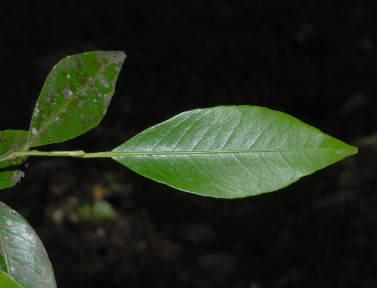 Rutaceae Citrus reticulata