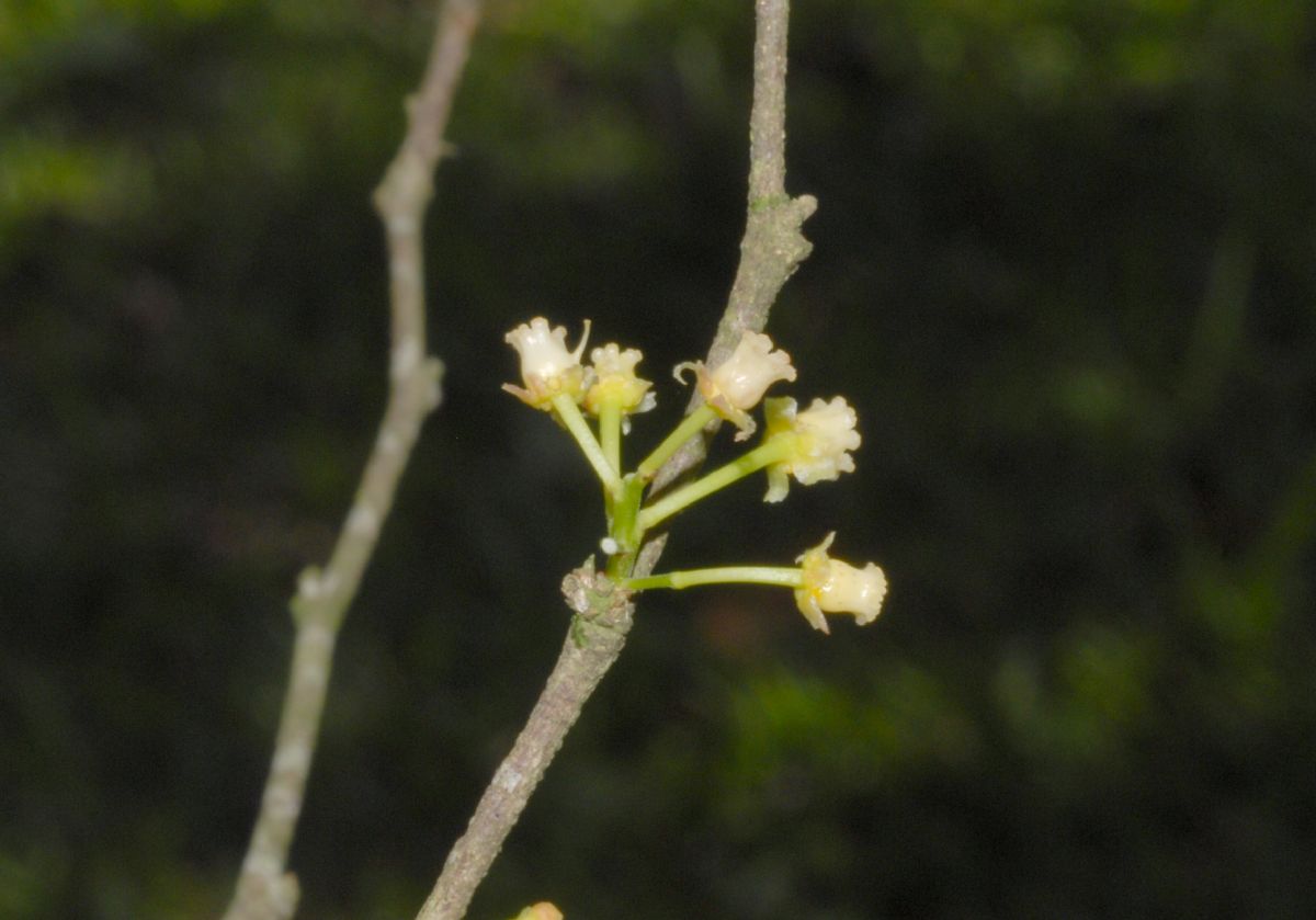Salicaceae Flacourtia indica