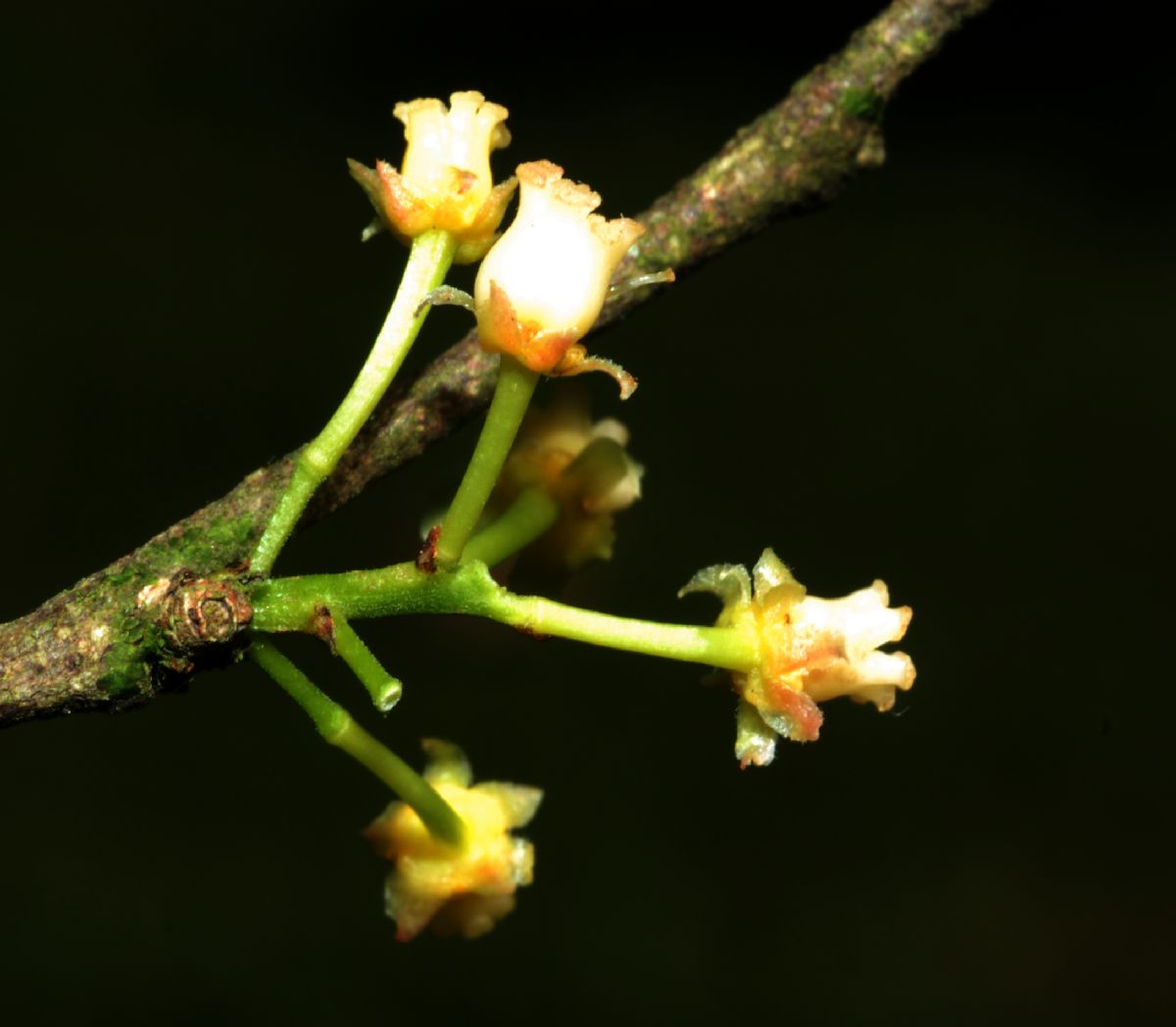Salicaceae Flacourtia indica