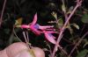 image of Fuchsia magellanica