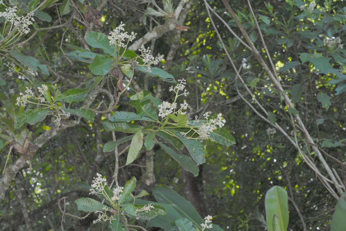 Actinidiaceae Saurauia pedunculata