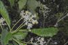 image of Saurauia pubescens