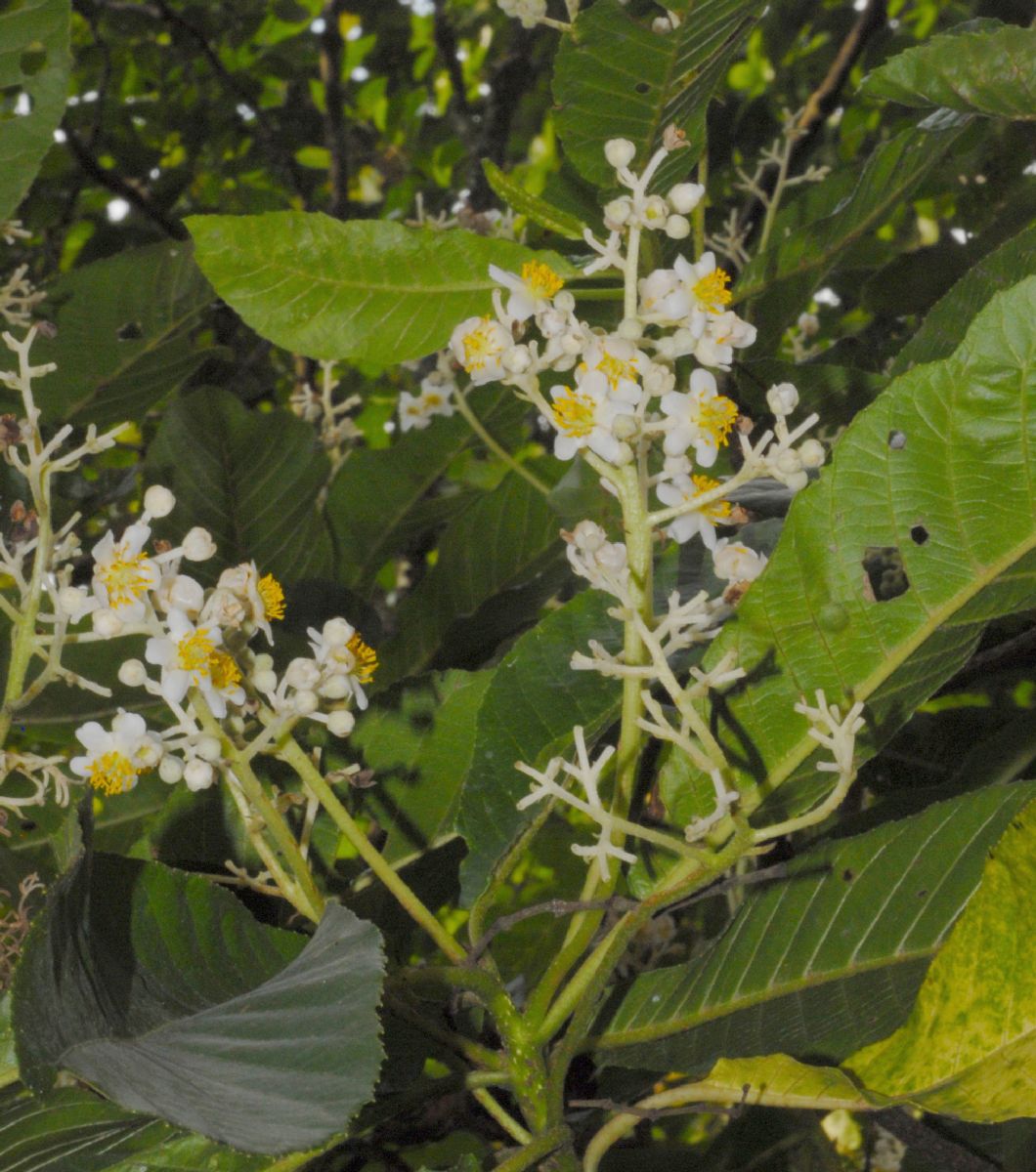 Actinidiaceae Saurauia pubescens