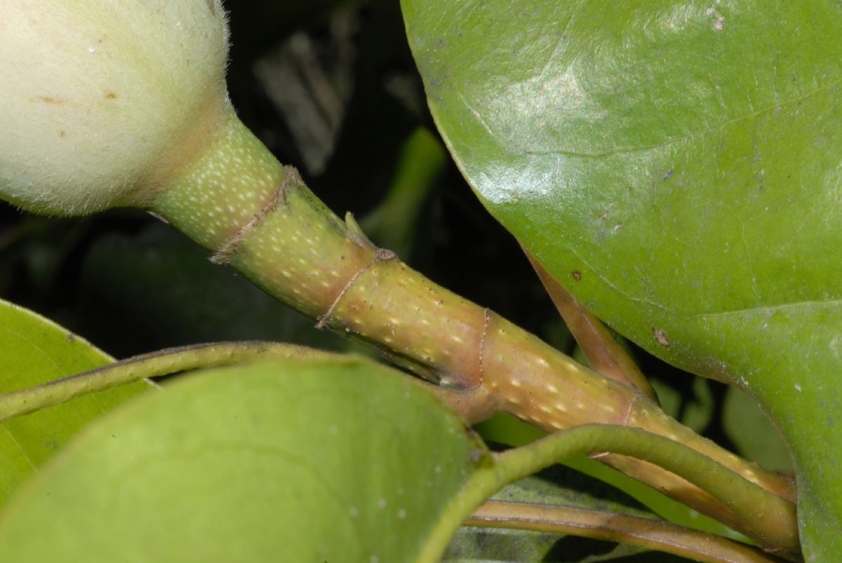 Magnoliaceae Talauma 