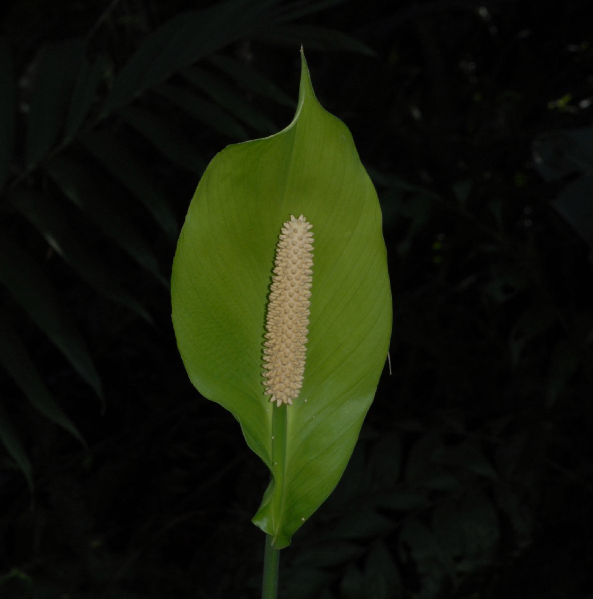 Araceae Spathiphyllum cochlearispathum