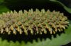 image of Spathiphyllum cochlearispathum