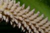 image of Spathiphyllum cochlearispathum