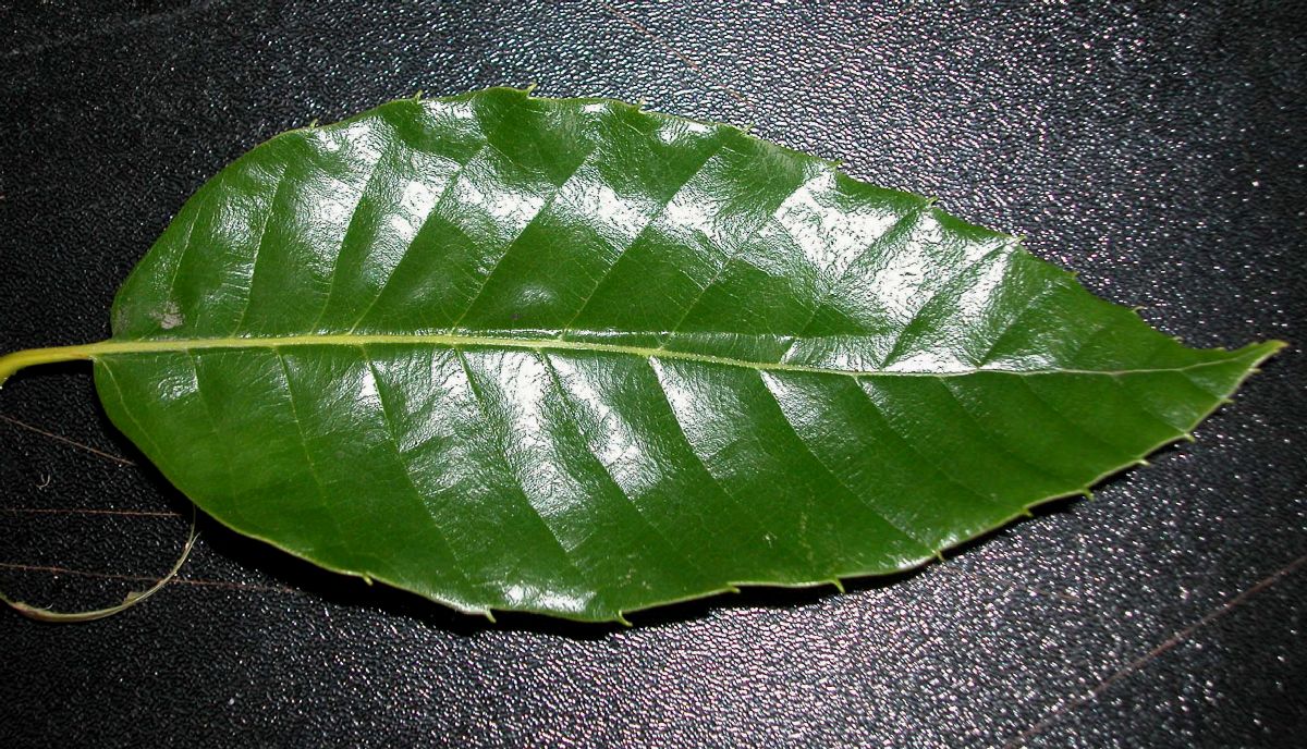 Fagaceae Castanea mollissima