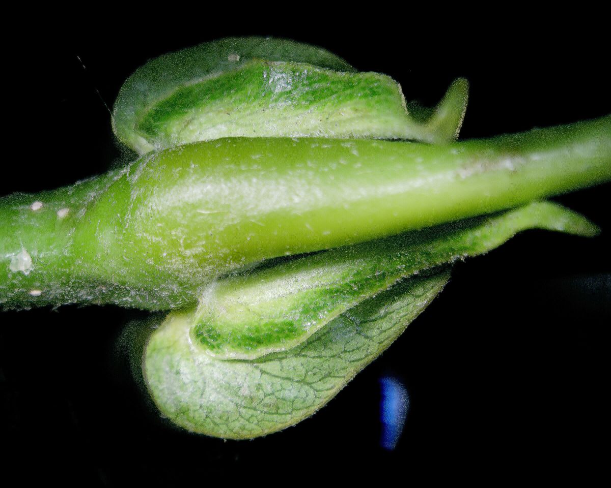 Fagaceae Castanea mollissima