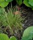 image of Carex elongata