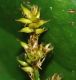 image of Carex elongata