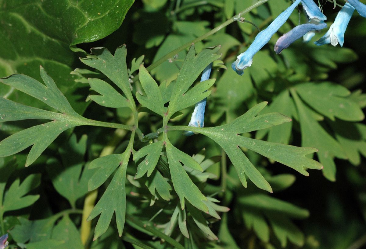 Papaveraceae Corydalis flexuosa