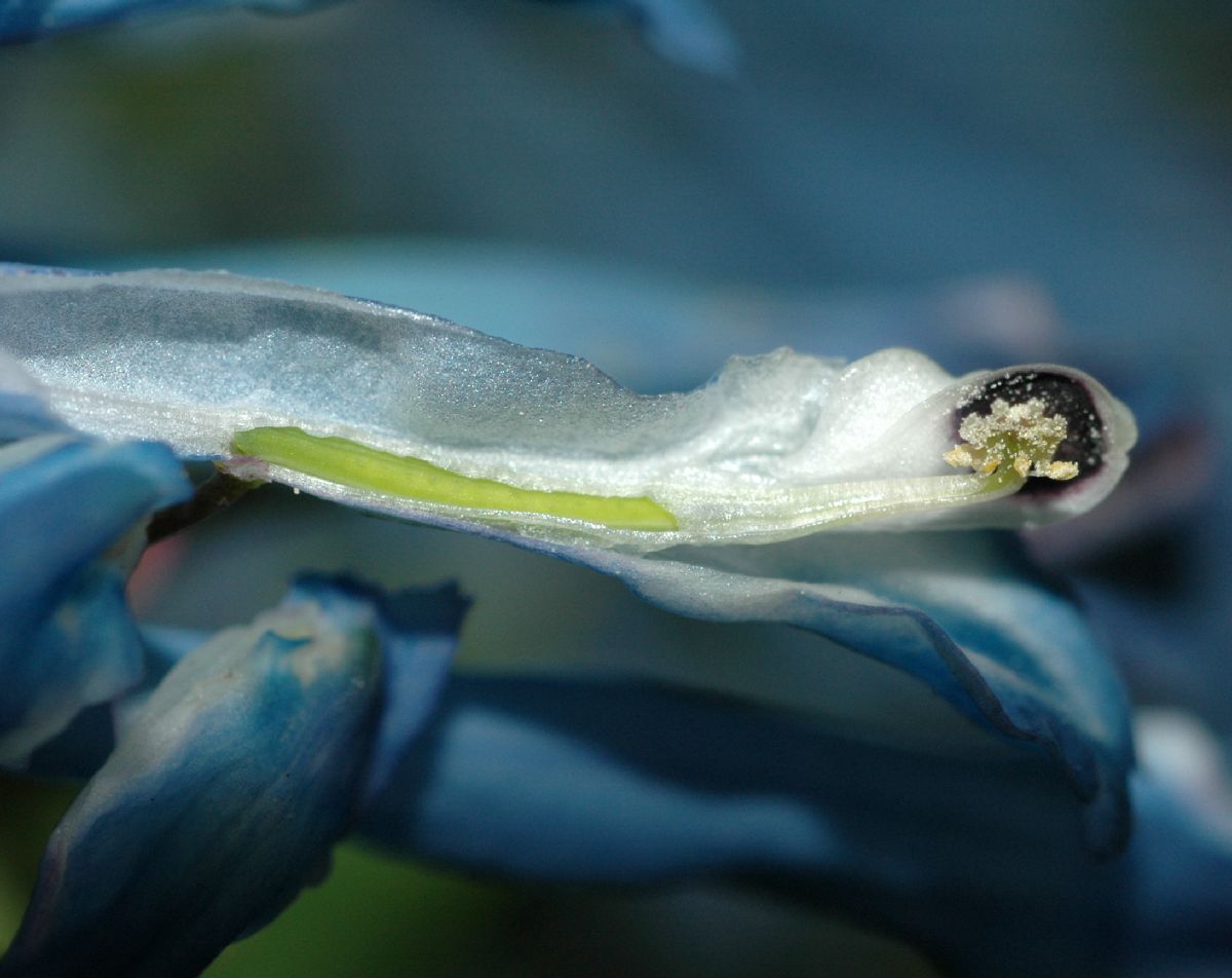 Papaveraceae Corydalis flexuosa