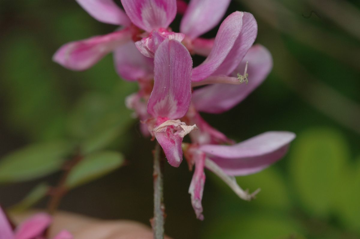 Fabaceae Indigofera heterantha