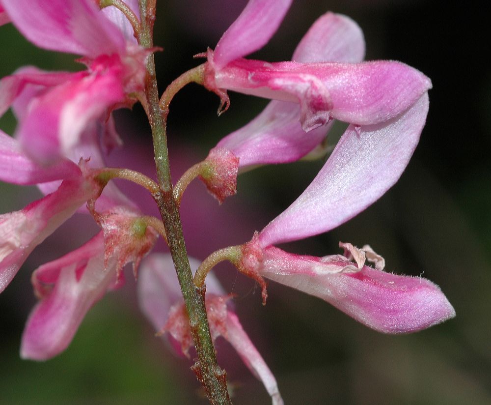 Fabaceae Indigofera heterantha