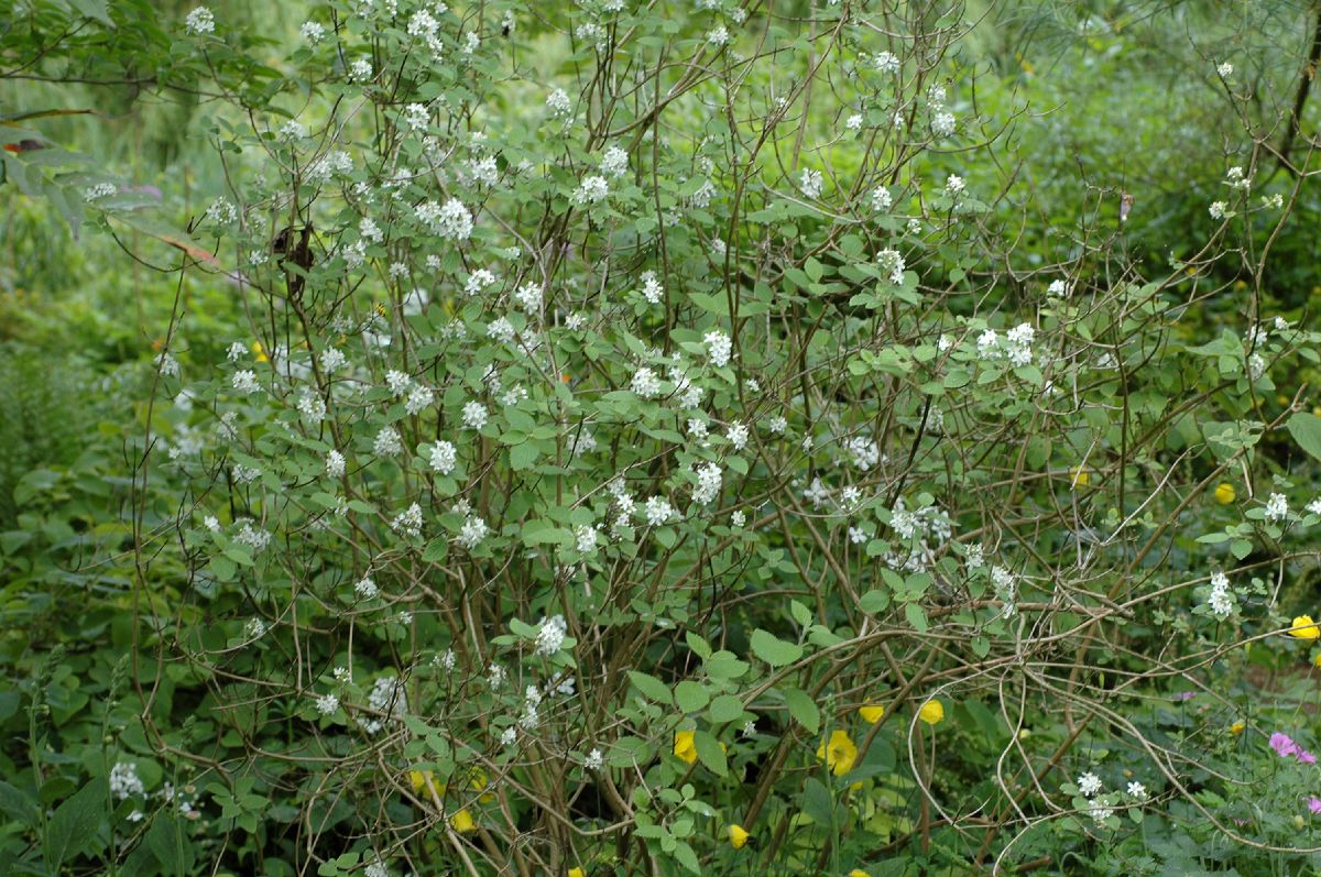 Saxifragaceae Jamesia americana