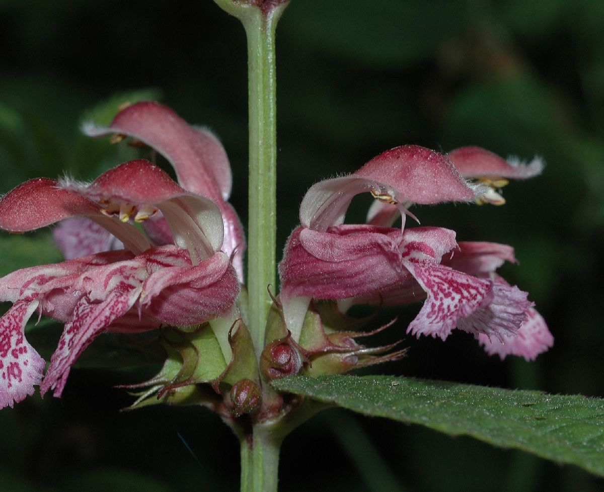 Lamiaceae Lamium orvala