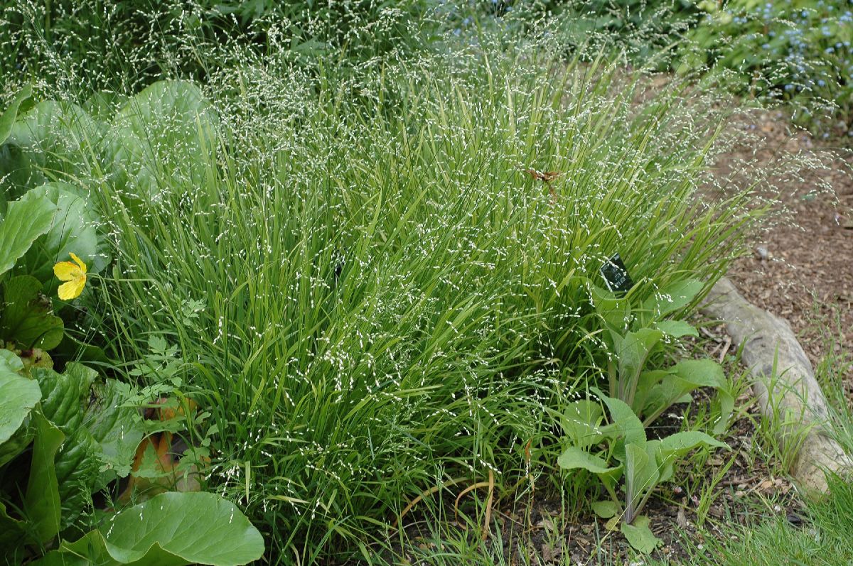Poaceae Melica uniflora