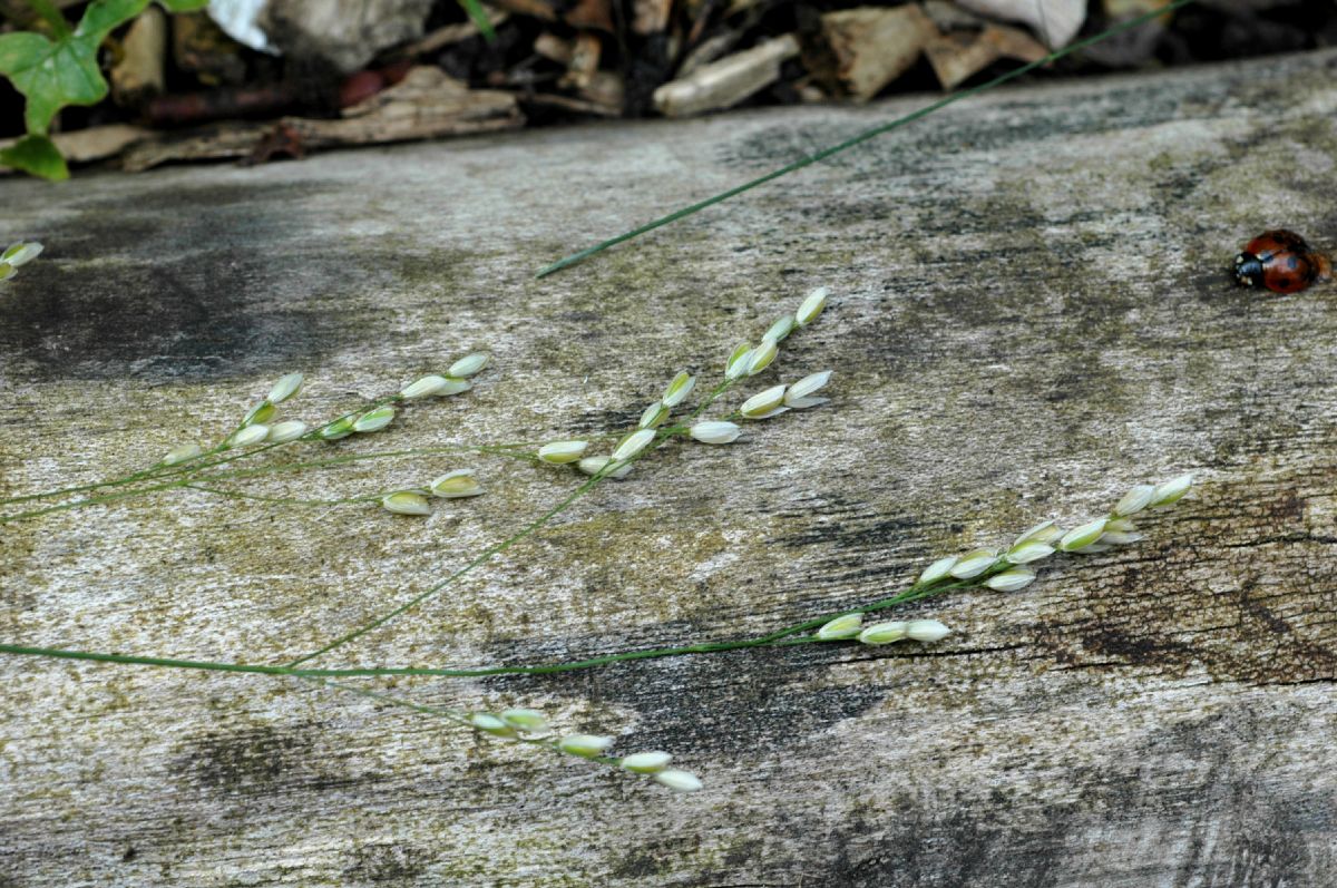Poaceae Melica uniflora