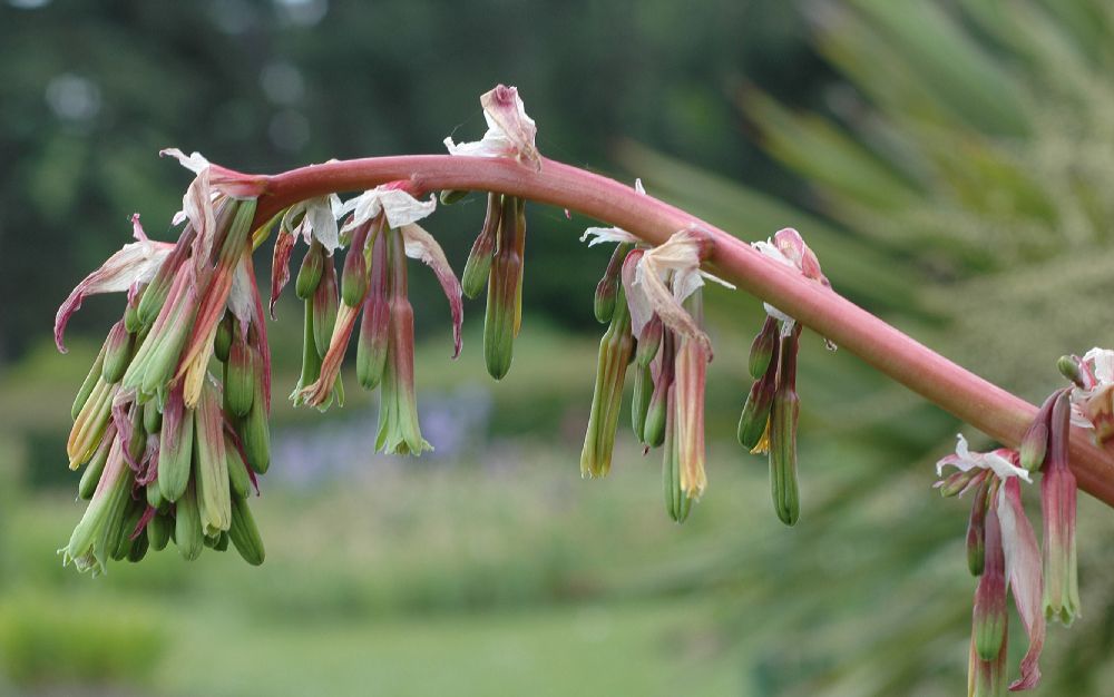 Asparagaceae Beschorneria yuccoides