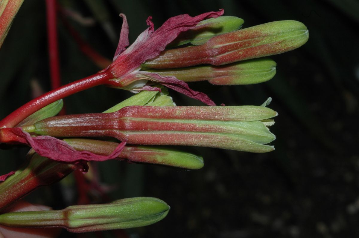 Asparagaceae Beschorneria yuccoides