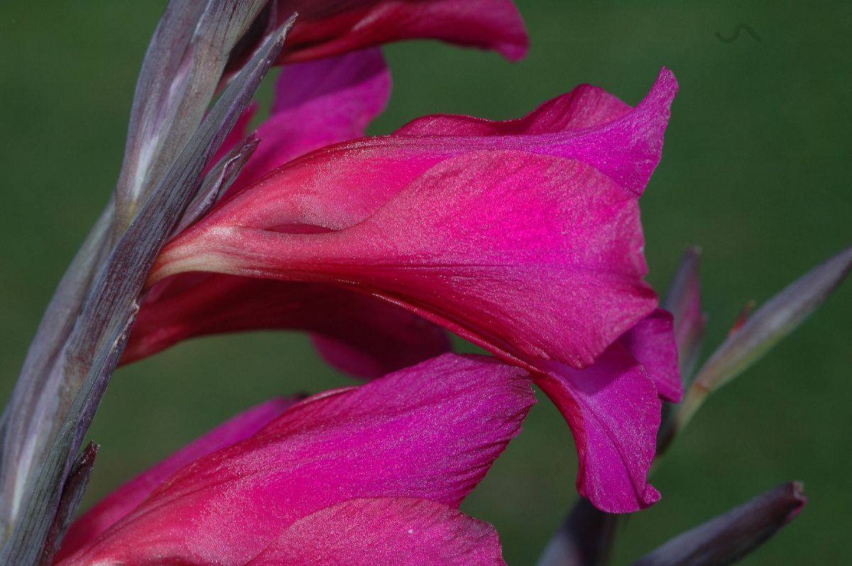 Iridaceae Gladiolus byzantinus