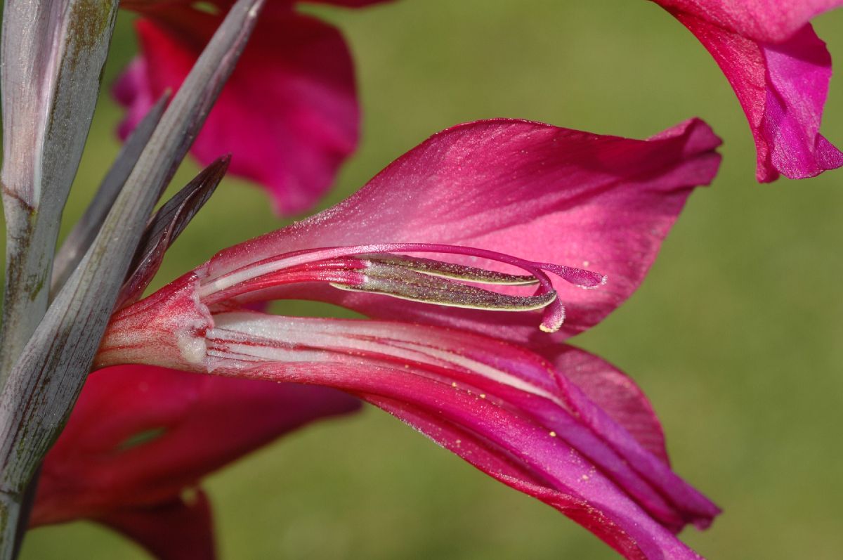 Iridaceae Gladiolus byzantinus