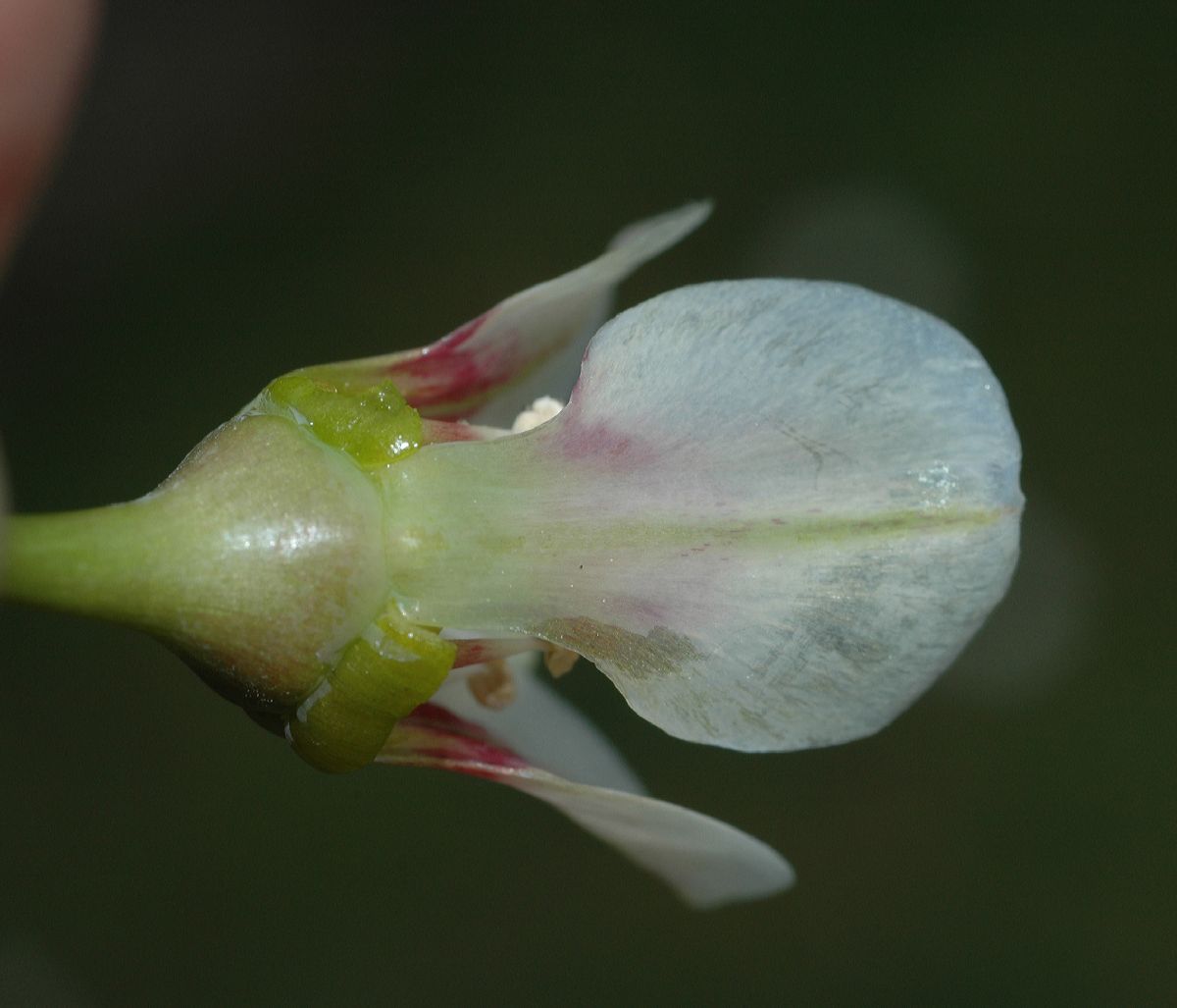 Amaryllidaceae Nothoscordum borbonicum