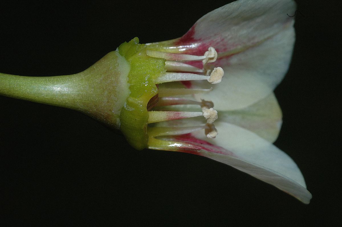 Amaryllidaceae Nothoscordum borbonicum