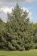 image of Pinus wallichiana