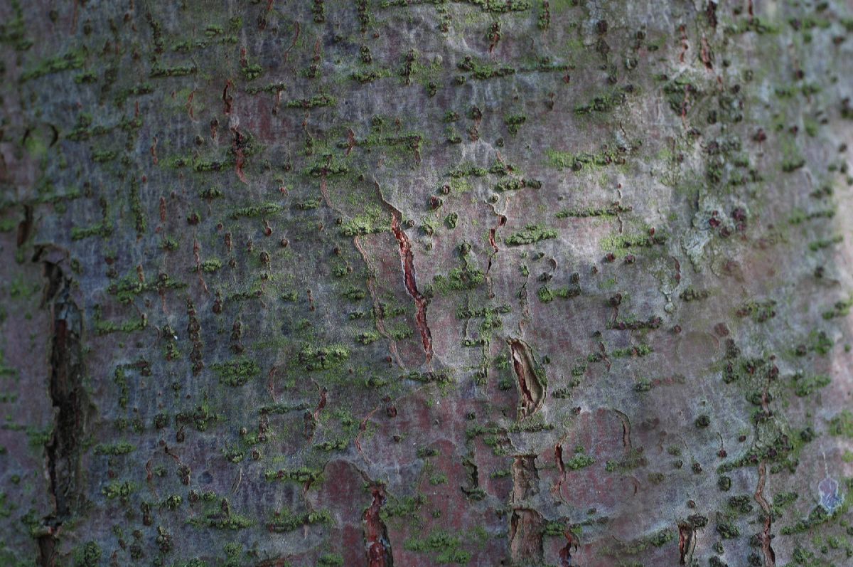 Pinaceae Pinus wallichiana