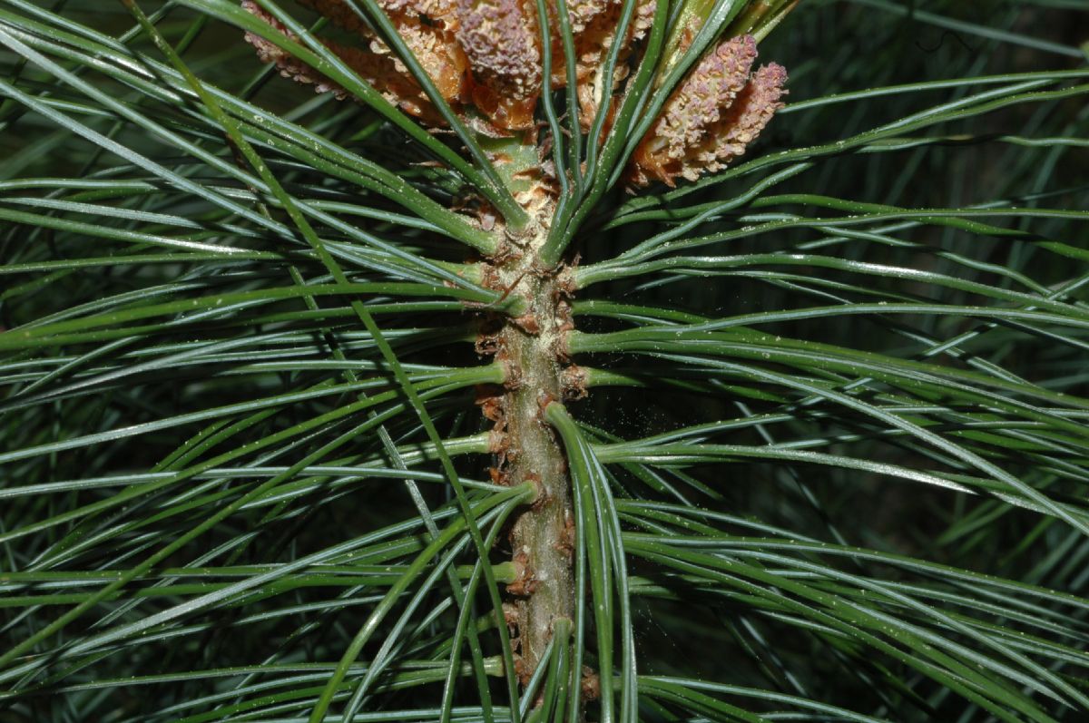Pinaceae Pinus wallichiana