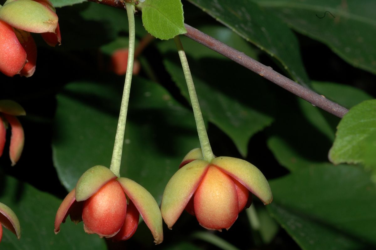 Schisandraceae Schisandra 