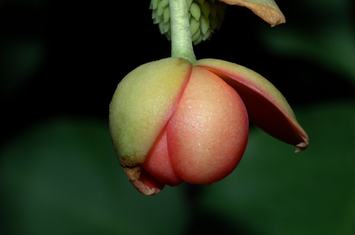 Schisandraceae Schisandra 