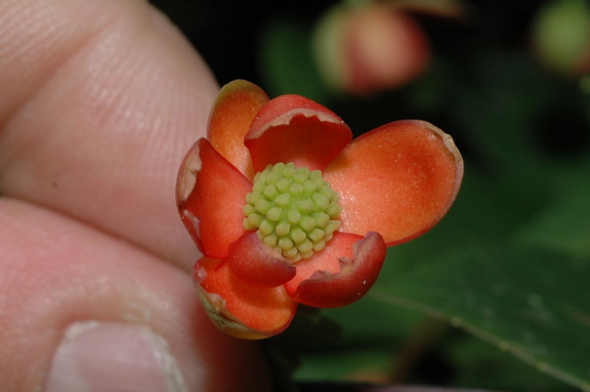 Schisandraceae Schisandra 