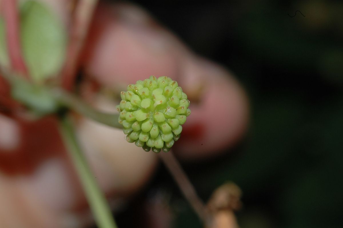 Schisandraceae Schisandra 