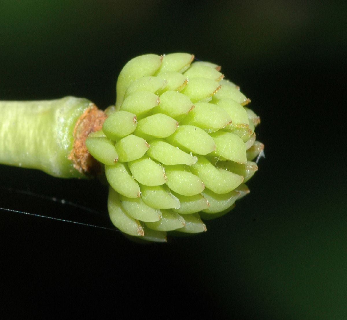 Schisandraceae Schisandra 